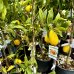 Citrus limon (Citrónovník) ´MEYERI´ - kont. C5L, výška 50-60 cm